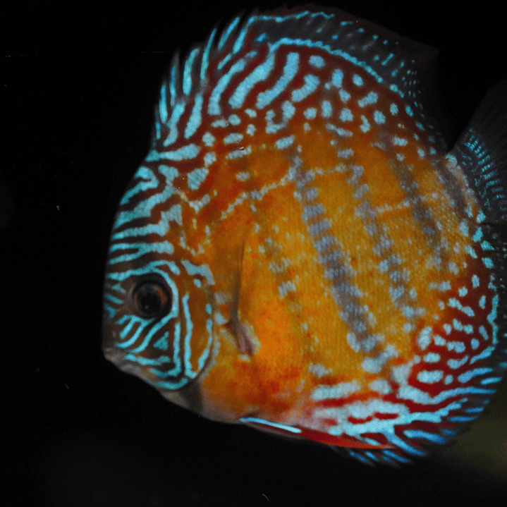 Cuipeua Semi Royal 3