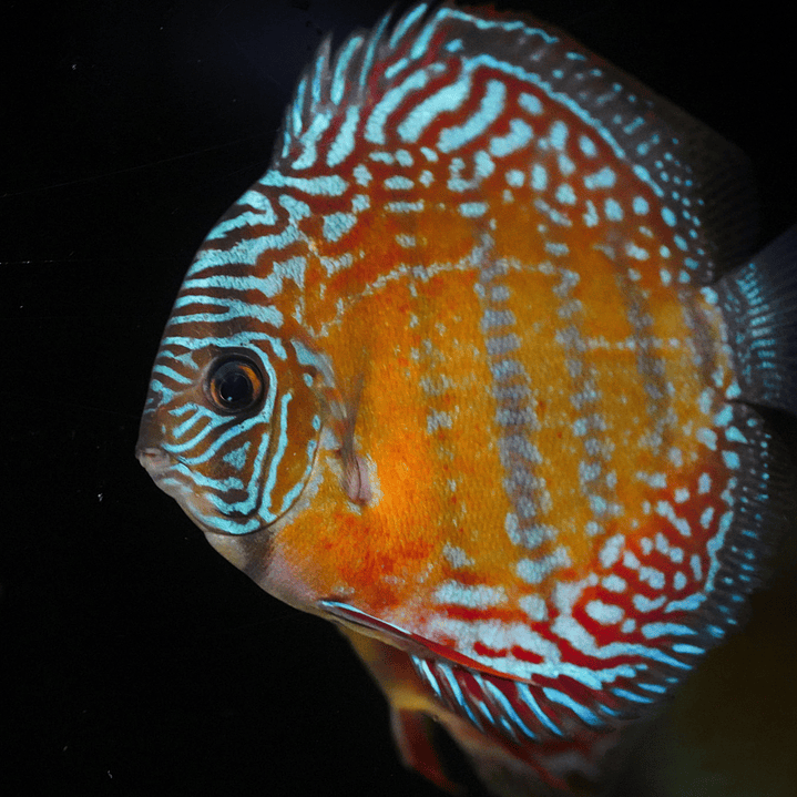 Cuipeua Semi Royal 6