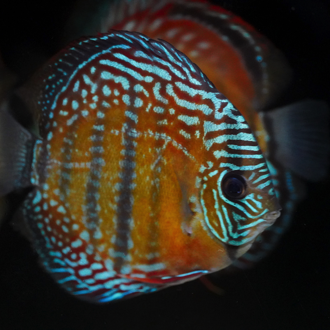 Cuipeua Semi Royal 2