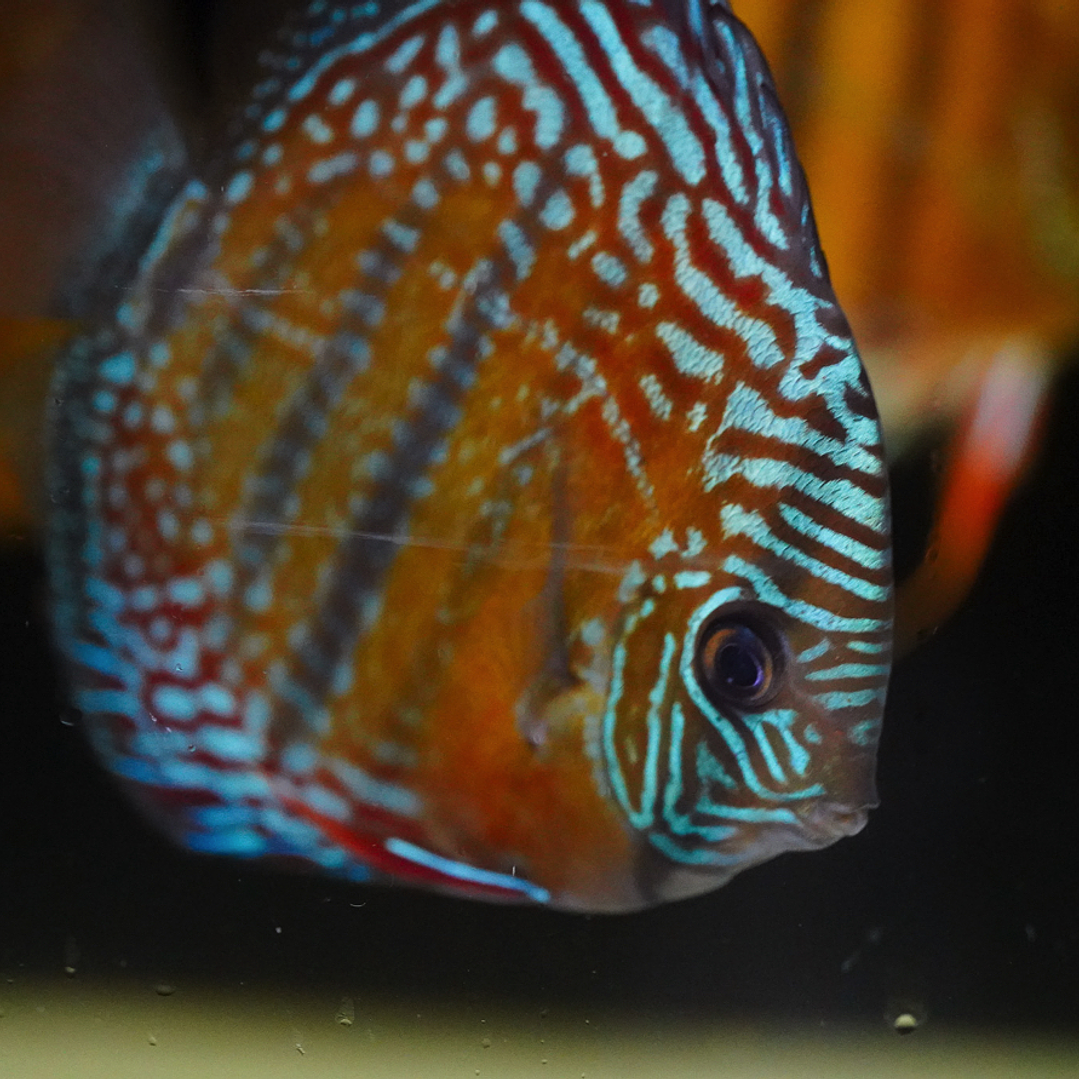 Cuipeua Semi Royal 7