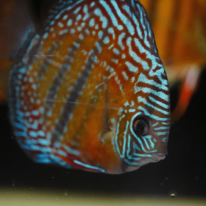 Cuipeua Semi Royal 7