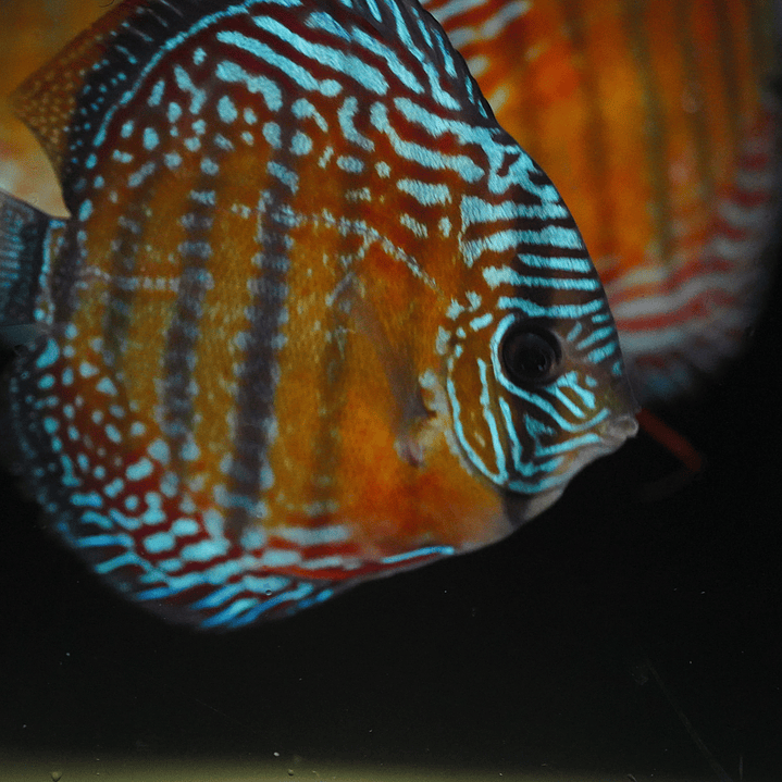 Cuipeua Semi Royal 4