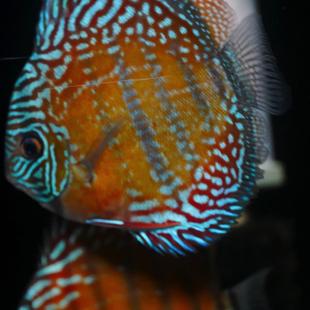 Cuipeua Semi Royal 8