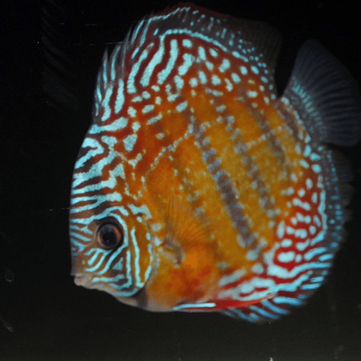 Cuipeua Semi Royal 10