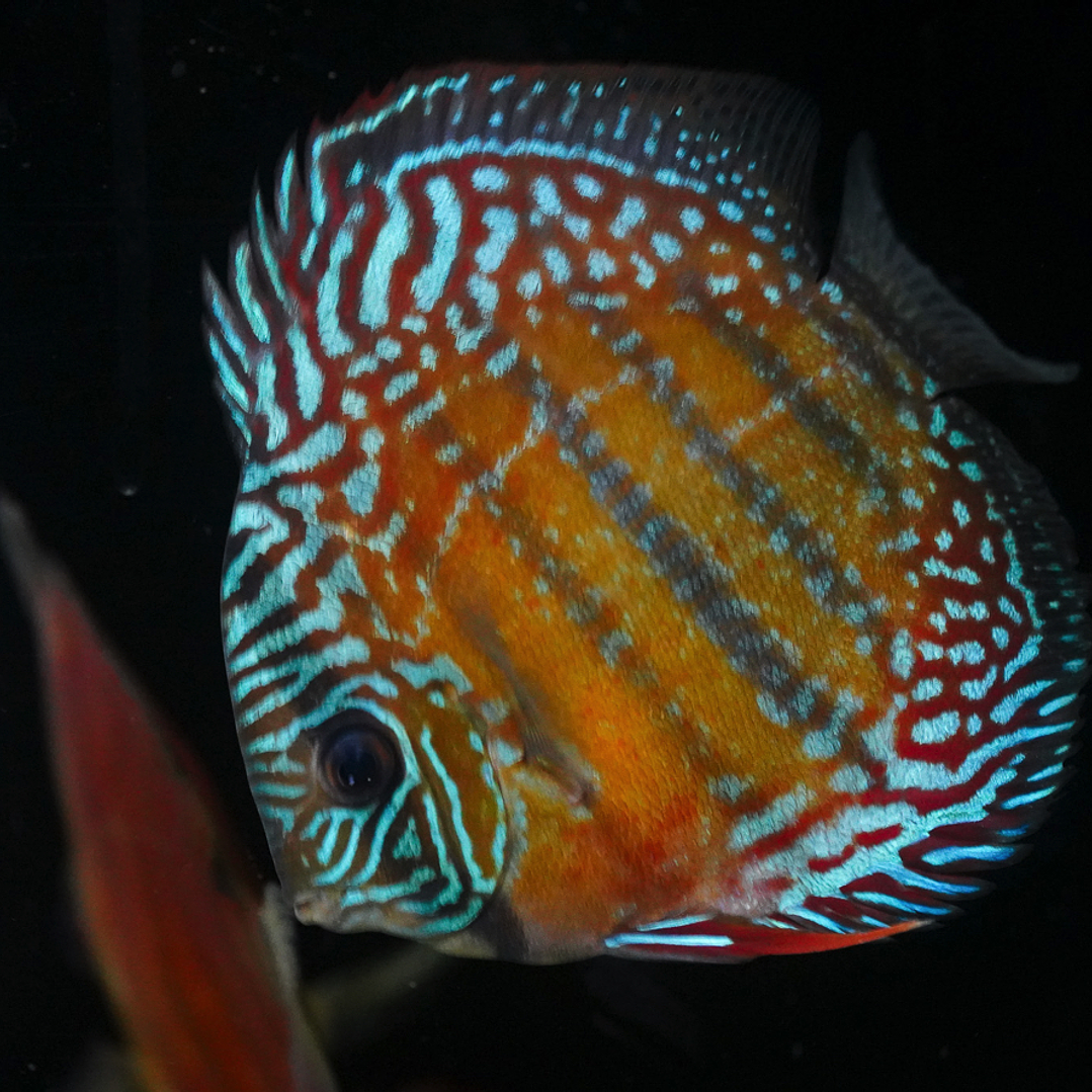 Cuipeua Semi Royal 1