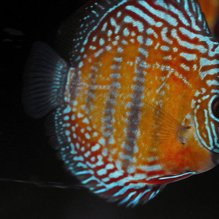 Cuipeua Semi Royal 11