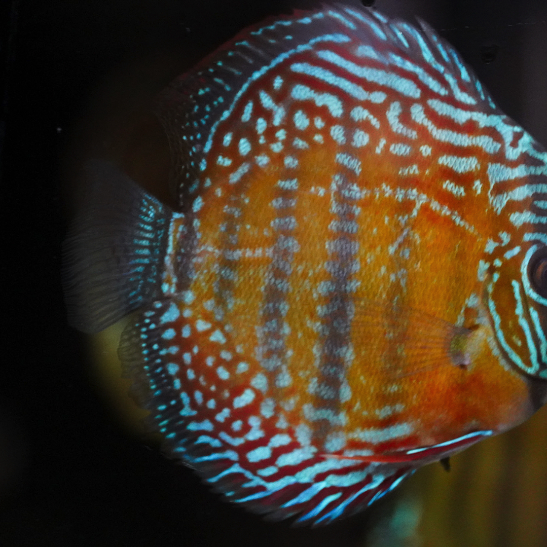 Cuipeua Semi Royal 9