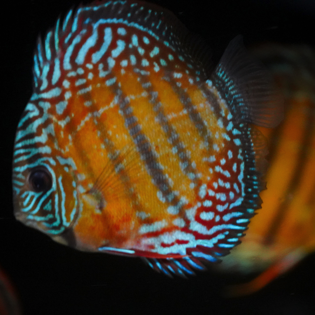 Cuipeua Semi Royal 12