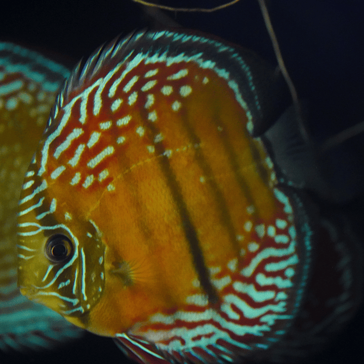 Cuipeua Semi Royal 2