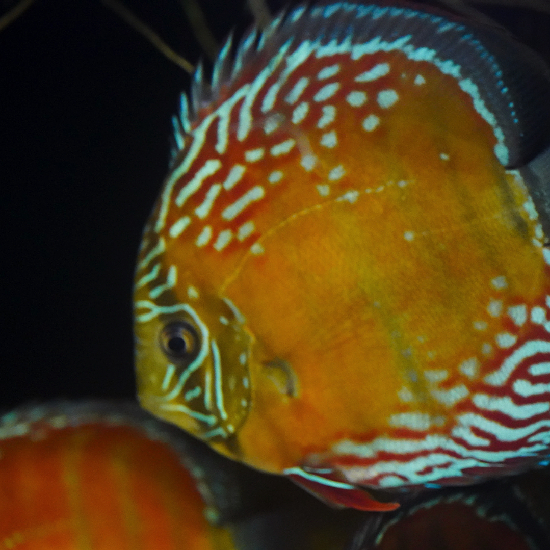 Cuipeua Semi Royal 3