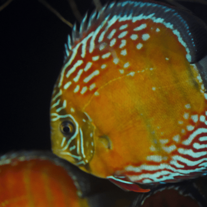 Cuipeua Semi Royal 3