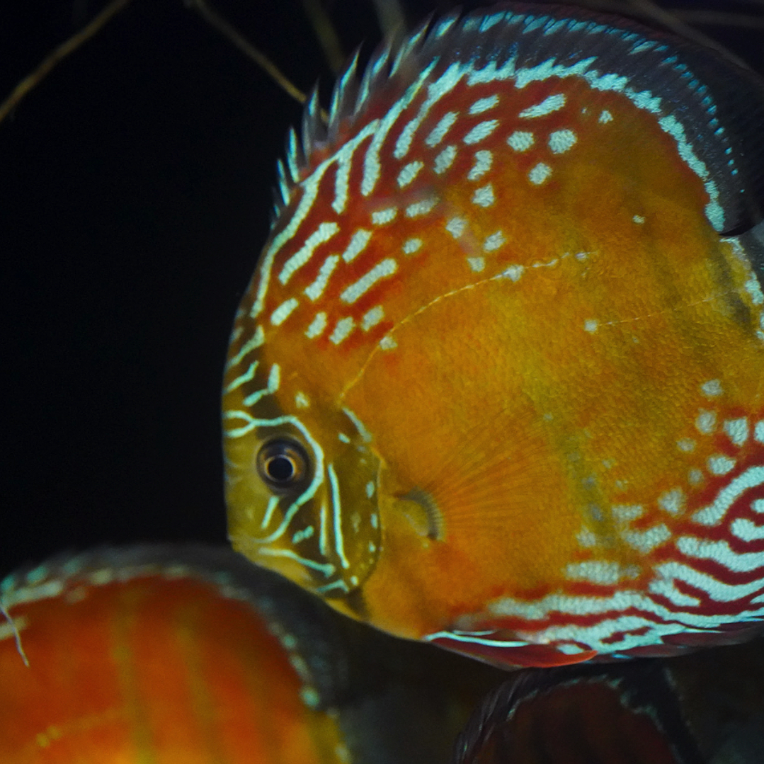 Cuipeua Semi Royal 1