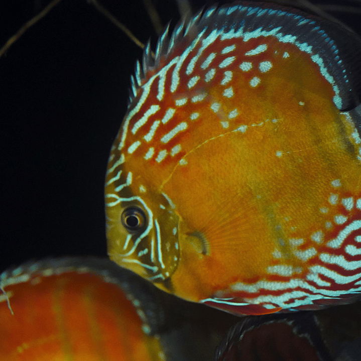 Cuipeua Semi Royal 1