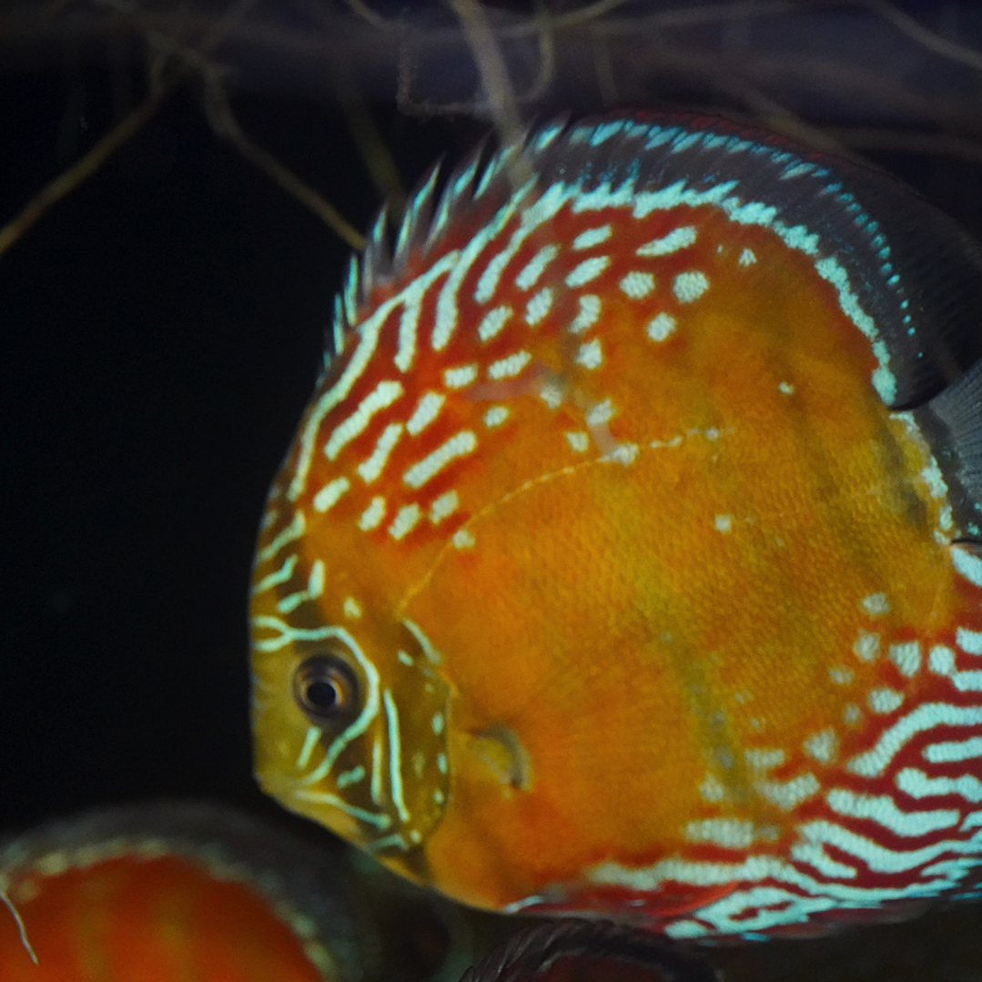 Cuipeua Semi Royal 4