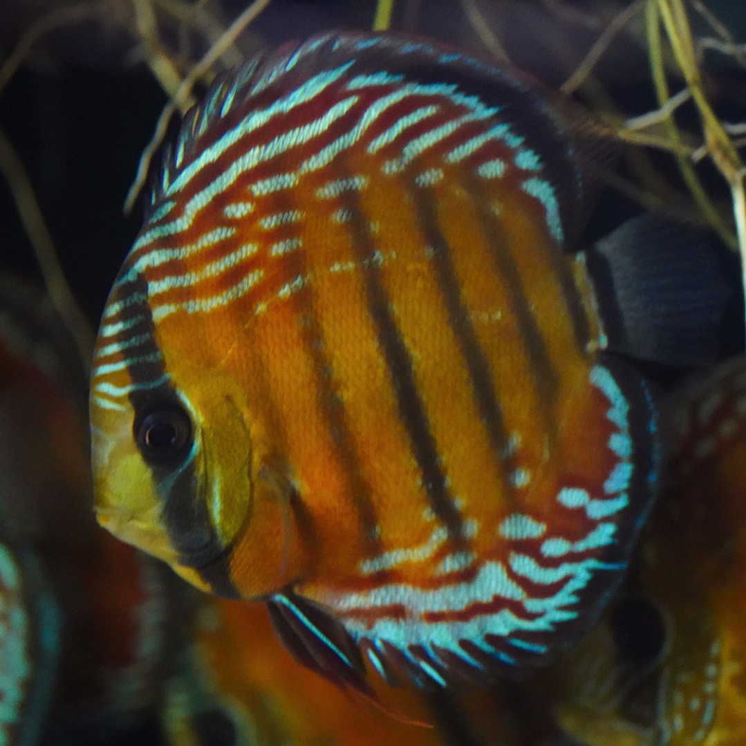 Cuipeua Semi Royal 4