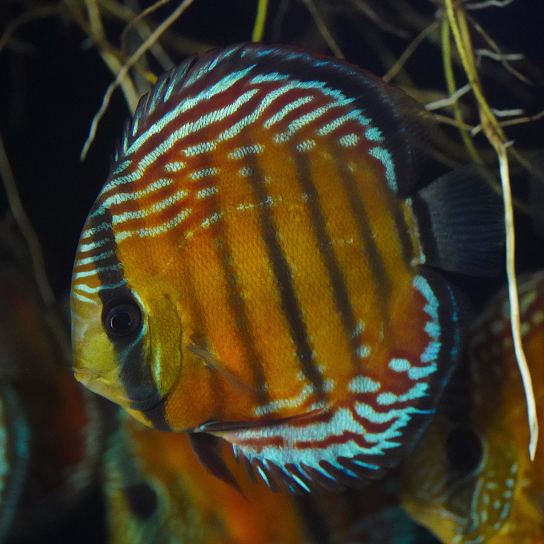 Cuipeua Semi Royal 6