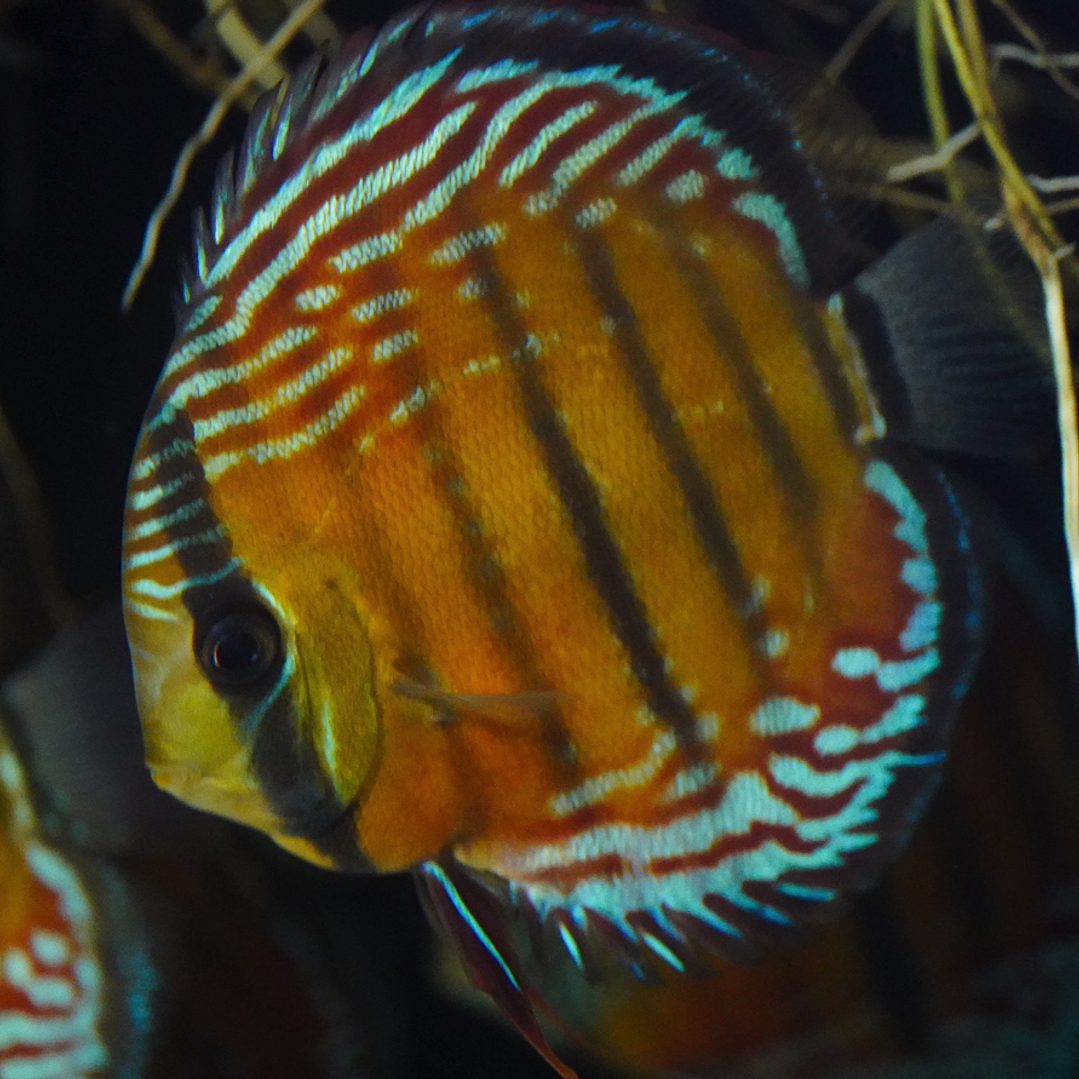 Cuipeua Semi Royal 7