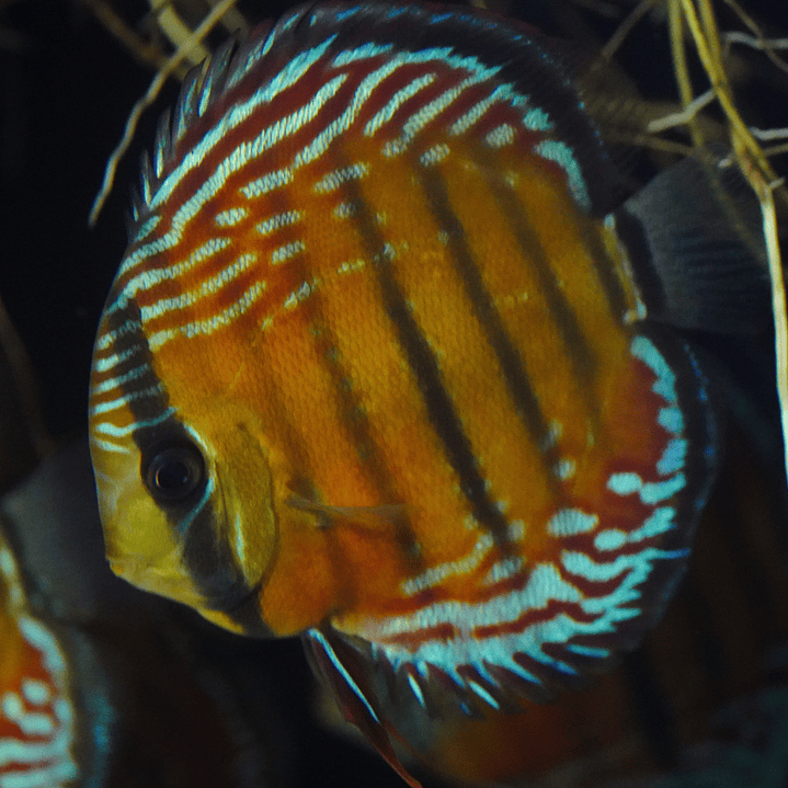 Cuipeua Semi Royal 7