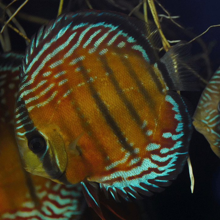 Cuipeua Semi Royal 8