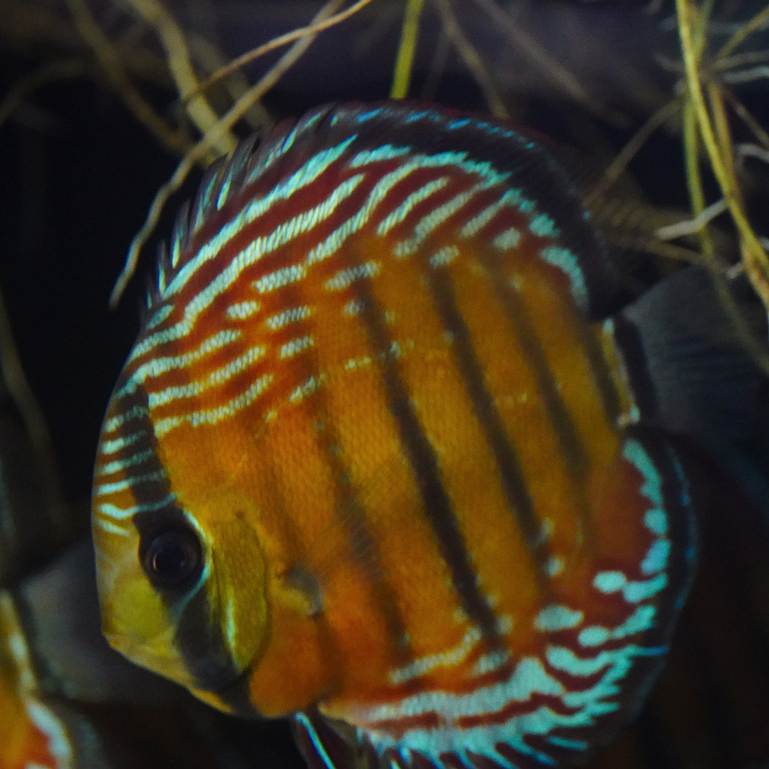 Cuipeua Semi Royal 2