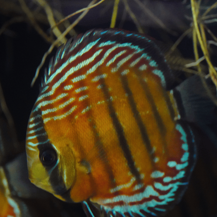 Cuipeua Semi Royal 2