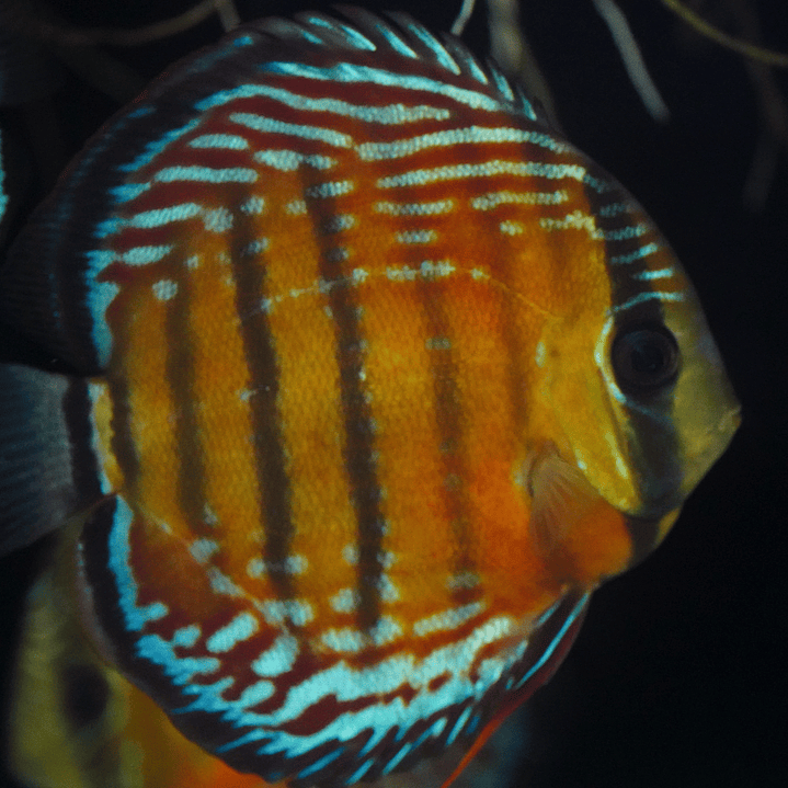 Cuipeua Semi Royal 3