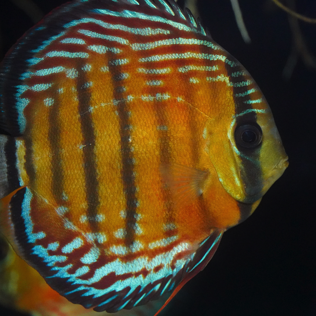 Cuipeua Semi Royal 5