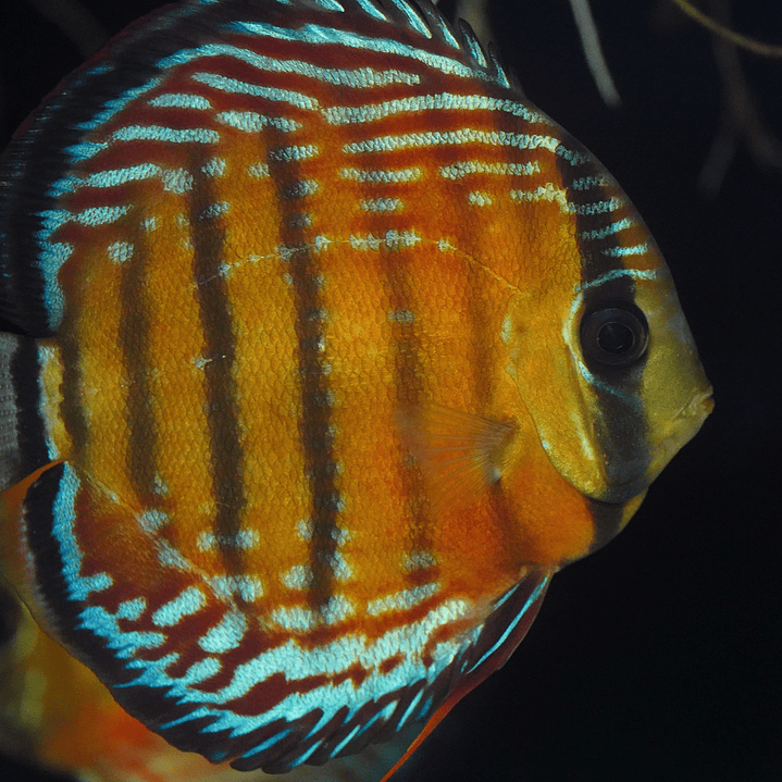 Cuipeua Semi Royal 5