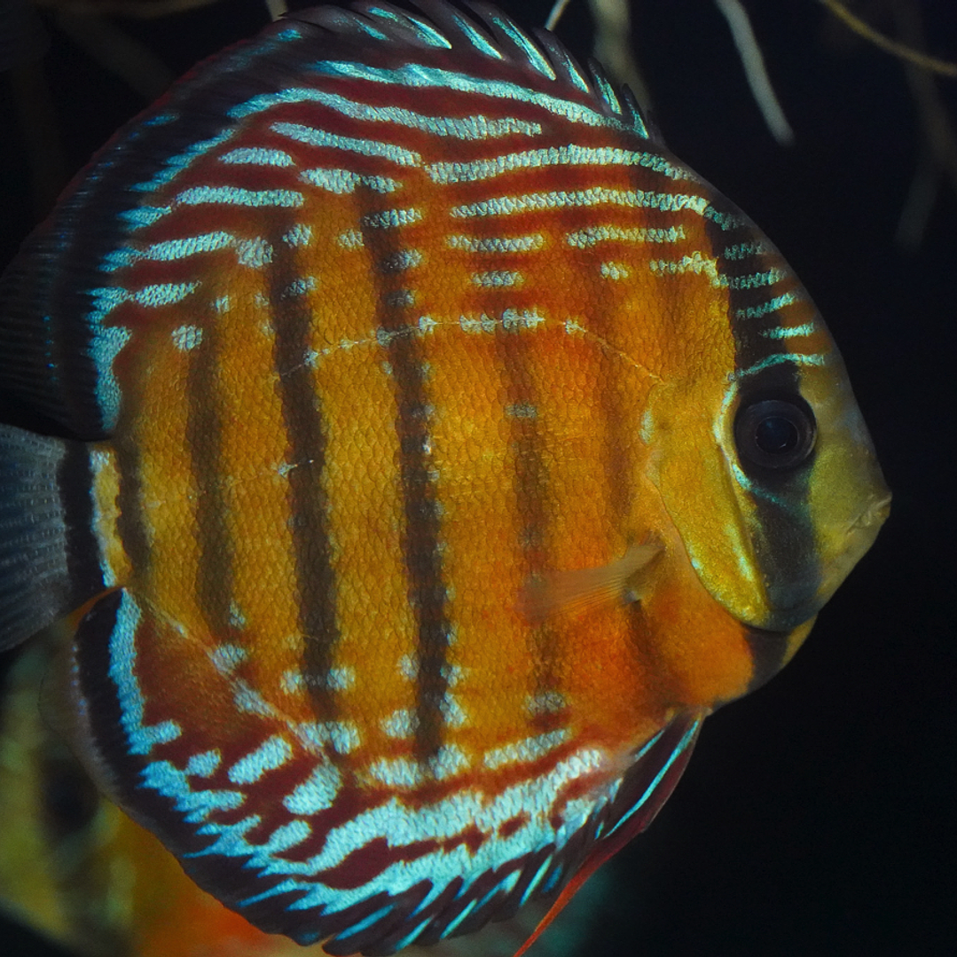 Cuipeua Semi Royal 1