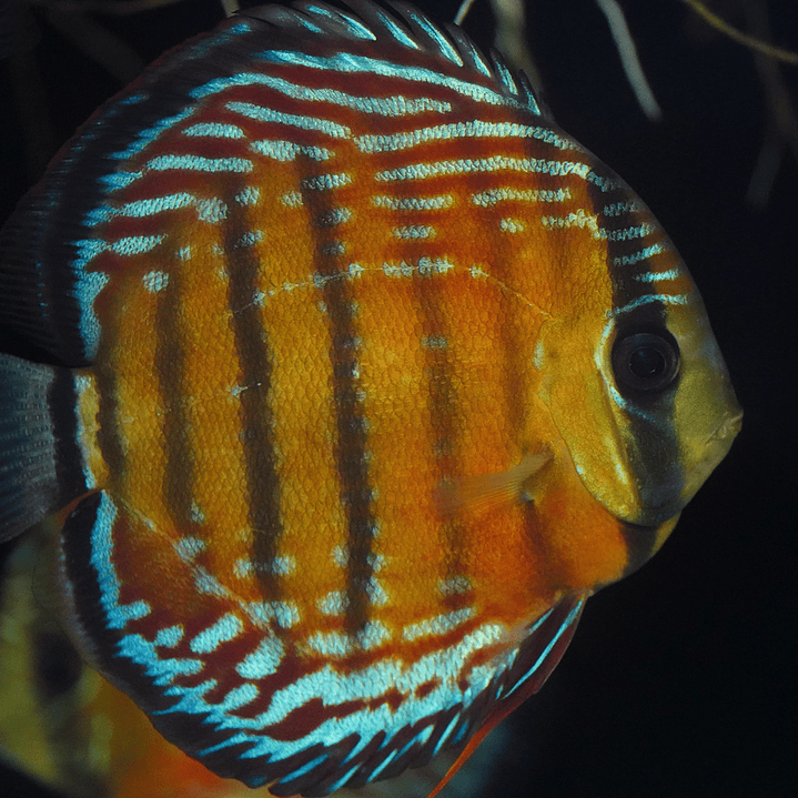 Cuipeua Semi Royal 1