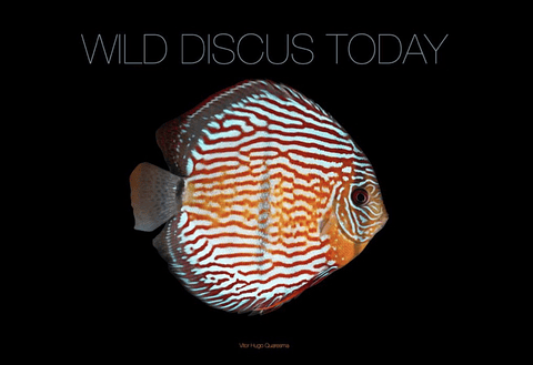 Wild Discus Today ( Edição Limitada ) 