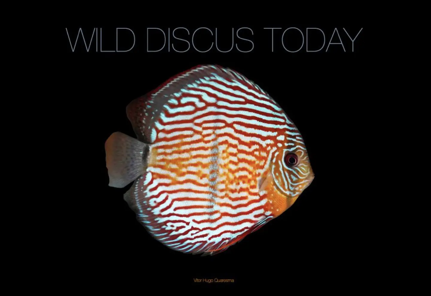 Wild Discus Today ( Edição Limitada )  1