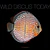 Wild Discus Today ( Edição Limitada Colecionador ) 