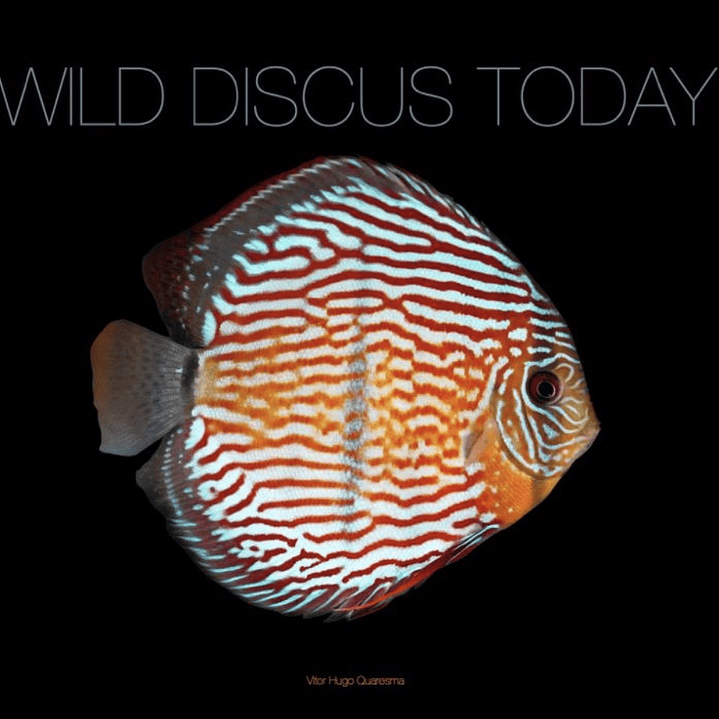 Wild Discus Today ( Edição Limitada )  1