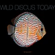Wild Discus