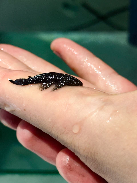 L183 Starlight Bristlenose - Ancistrus dolichopterus 2-2,5  cm