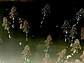 L183 Starlight Bristlenose - Ancistrus dolichopterus 2-2,5  cm - thumbnail 3