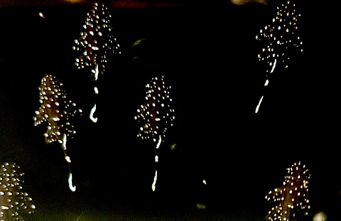 L183 Starlight Bristlenose - Ancistrus dolichopterus 2-2,5  cm