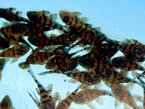 Panaqolus sp. (L397)  com 2-2,,5  cm