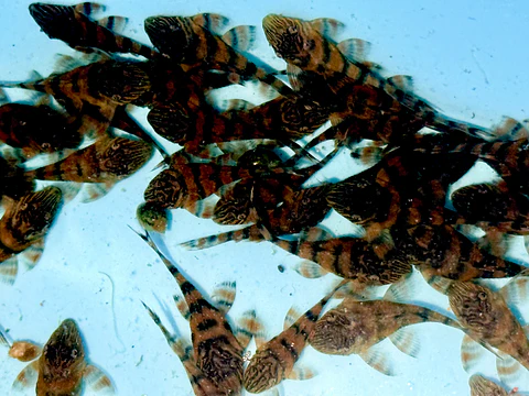 Panaqolus sp. (L397)  com 2-2,,5  cm