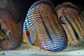 Royal Ica Bar Golden - Thumbnail 4
