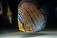 Royal Ica Bar Golden - Thumbnail 5