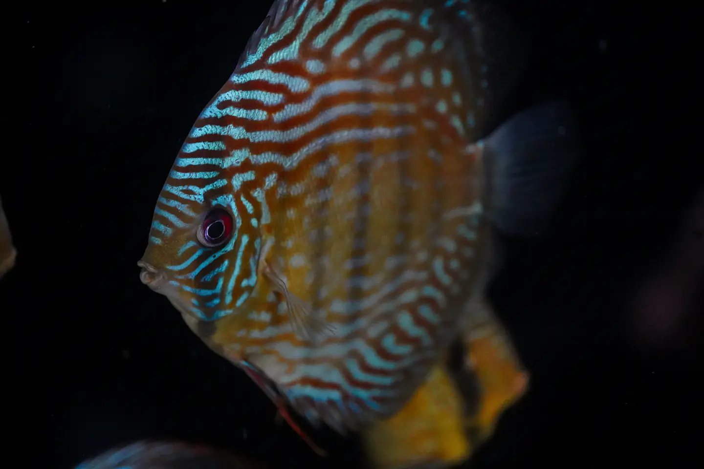 Golden Royal 6