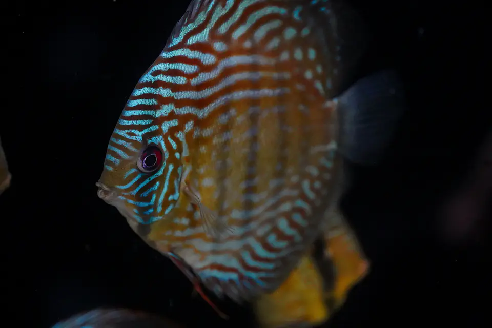 Golden Royal 6