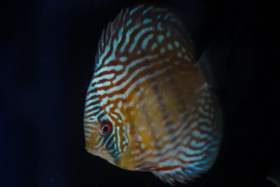 Golden Royal 3