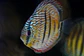 Golden Royal Ica - Thumbnail 4