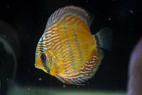 Golden Royal