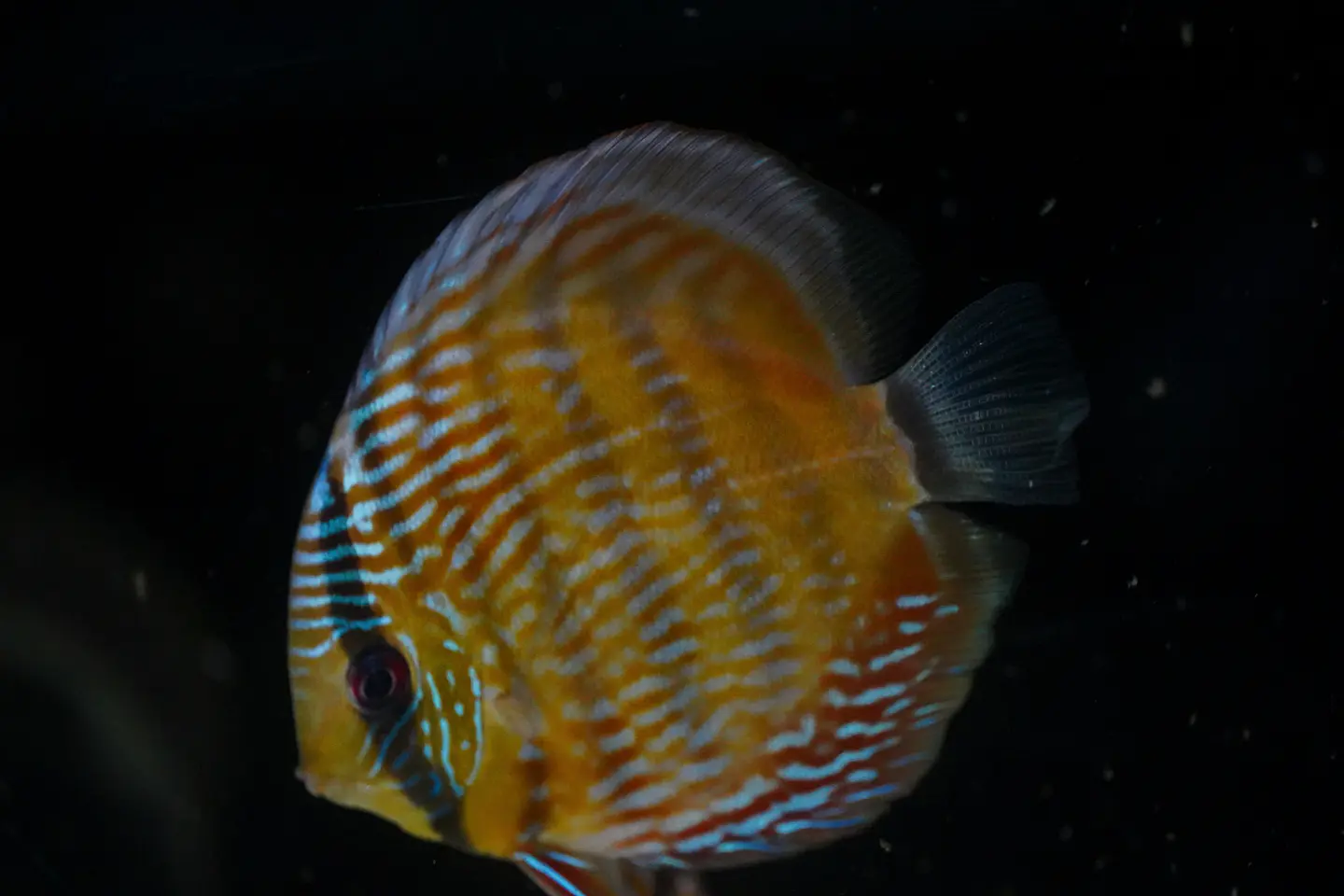 Golden Royal 1