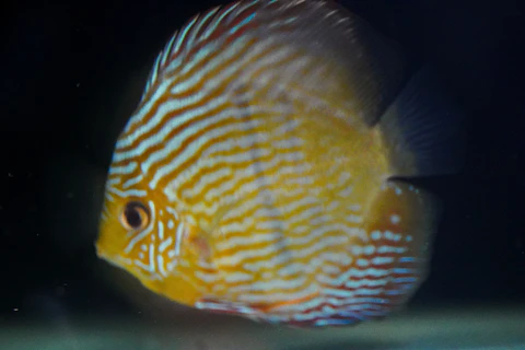 Golden Royal
