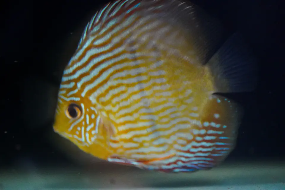 Golden Royal 2